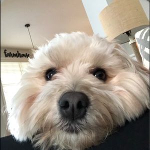 Meet your Posher, Abby